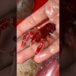 Meet My New Lobster 🦞 Crew #crayfish #lobster #petsvlog #petfish #pet