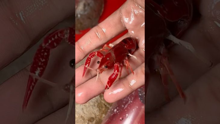 Meet My New Lobster 🦞 Crew #crayfish #lobster #petsvlog #petfish #pet