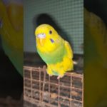 Meet my birds : the colorful and beautiful pet birds! 🌈🐦|| #shorts #viral #youtubeshorts #fyp #birds