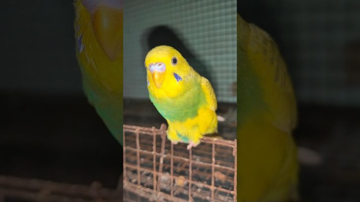 Meet my birds : the colorful and beautiful pet birds! 🌈🐦|| #shorts #viral #youtubeshorts #fyp #birds