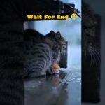 “Mother Cat’s Love – Heartwarming Kitten Story” #MotherCat  #EmotionalCat  #CatStory #Shorts  #Pet
