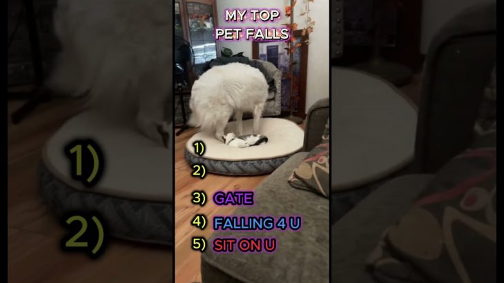 My TOP Pet Falls 😂🐶🐱 | Try Not to Laugh!