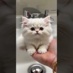 New Soap Machine 😍 #cutecat #cat #pet #catlover #gatio #thechillzone