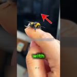 Nobody Believed Him… Until They Saw His Pet Bee at the Concert! 😱🐝 #shorts
