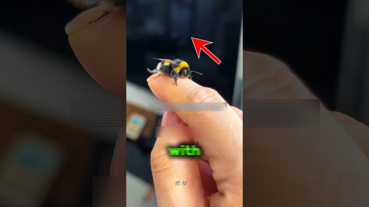 Nobody Believed Him… Until They Saw His Pet Bee at the Concert! 😱🐝 #shorts