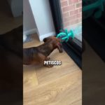 Os melhores achados da Shopee para quem tem um pet em casa! #achadinhos #cachorro #shopee