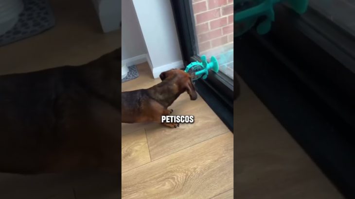 Os melhores achados da Shopee para quem tem um pet em casa! #achadinhos #cachorro #shopee