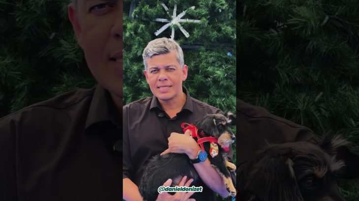 PET NÃO É PRESENTE DE NATAL⚠️