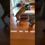 Pet Challenge: Cat and Dog Navigate Homemade Obstacle Course