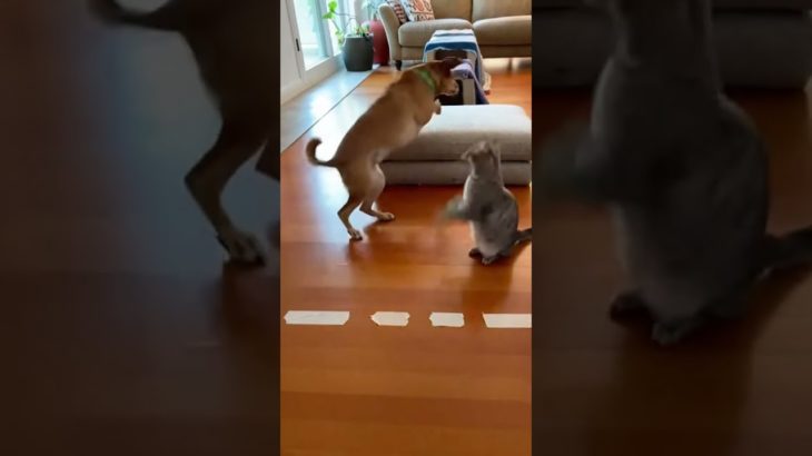 Pet Challenge: Cat and Dog Navigate Homemade Obstacle Course