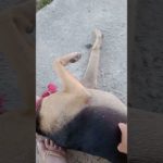 Pet Dengosa.    #dog#linda#dogfeliz.