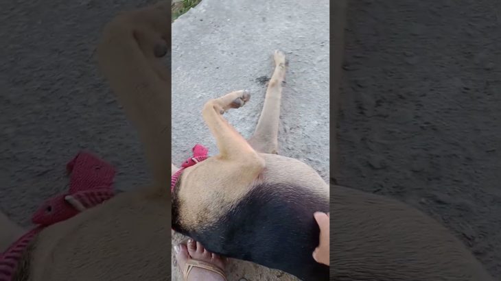 Pet Dengosa.    #dog#linda#dogfeliz.