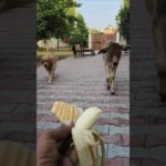 Pet Friends: Calf Eats Banana and Dog Gets Biscuit! 🐮🐶🍌🍪 #shorts #unlikelyfriends #goldenretriever