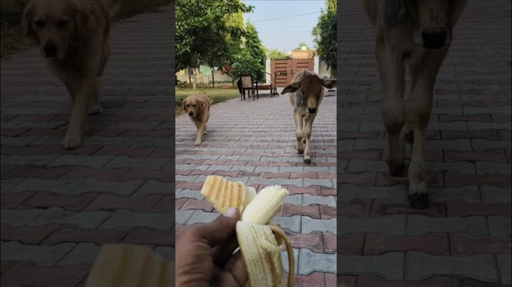 Pet Friends: Calf Eats Banana and Dog Gets Biscuit! 🐮🐶🍌🍪 #shorts #unlikelyfriends #goldenretriever