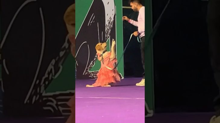 Pet Got Talent – Pet Fed 2025 Delhi #petfed #petfed2025 #petfed2025delhi #talentedpets #petlovers