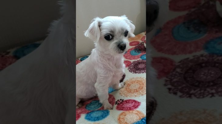 😭엄마에게 부탁하고 싶은 말 | 🌈펫로스 증후군 | Pet Loss Syndrome #shorts