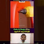 Pet Scientist Announces Breakthrough in Stool Training for Cats and Dogs