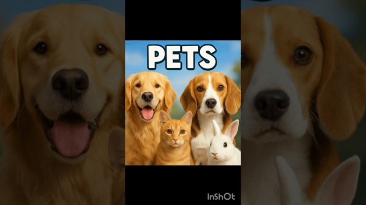 Pet Shop Gaya New Pet Lene 😍 | Mini Vlog 🐾