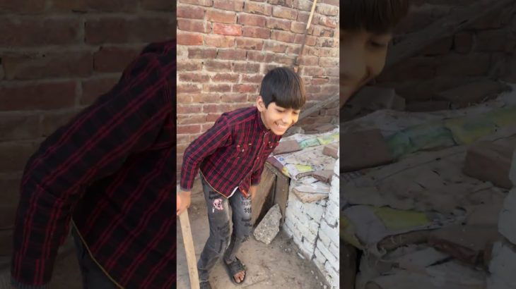 Pet vlog #petsvlog #comedy #pigeon #pets #petshorts