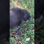 Porque Cachorro come #capim #pet #shortsviral.