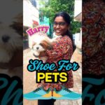Protecting My Pet’s Paws 🐾 | Shoes for Harry #ukexplorebites #reels #shorts