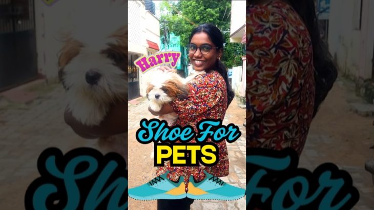 Protecting My Pet’s Paws 🐾 | Shoes for Harry #ukexplorebites #reels #shorts