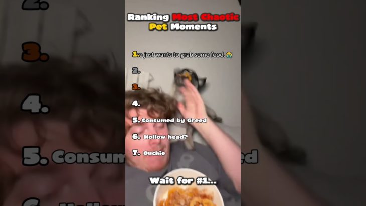 Ranking Most Chaotic Pet Moments