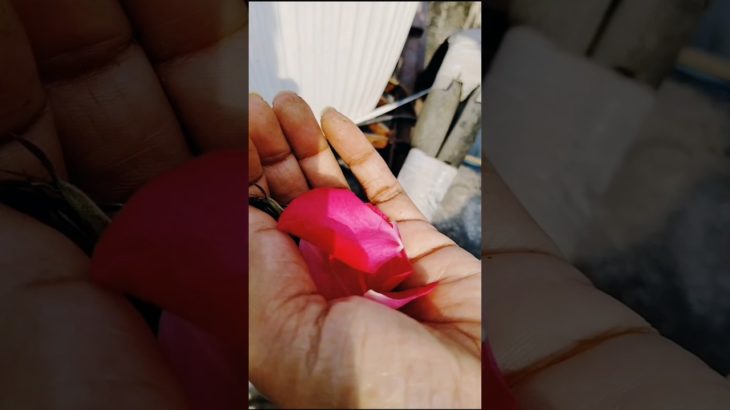 Rose Petals | Beauty,Wellness And Tradition 🌹#rosetips #roseplant #homegarden #shorts