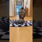SSSHACK!!! This cat just fell for an optical illusion! 😂