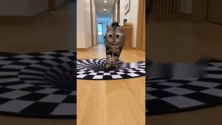 SSSHACK!!! This cat just fell for an optical illusion! 😂