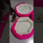 Seu pet vai AMAR dormir aqui! 😍