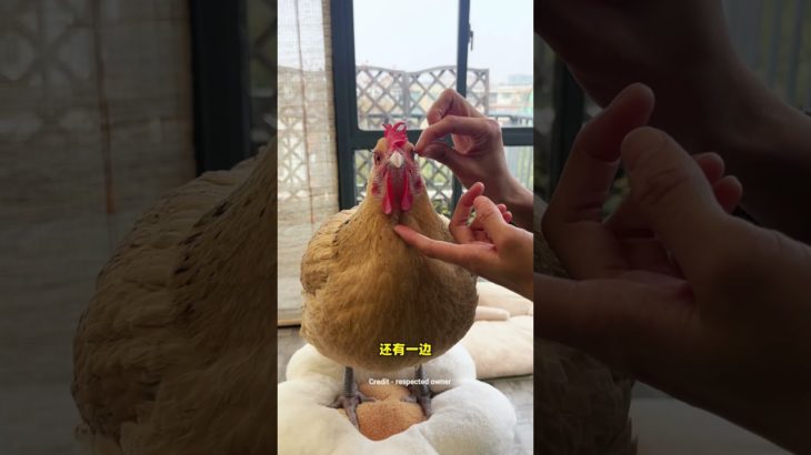 She Bought a Frock for Her Pet Hen Then Gave Her a Full Photoshoot