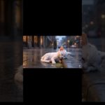 Sick Cat Treatment🥺🥺💔💔#trendingshorts #cat #viral #viralvideo #pet #viralreels #animation #trending