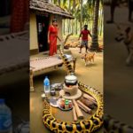 Sleeping Woman, Pet Dog & Giant Anaconda Attack in Coconut Grove | Shocking Village Scene 😱🐍