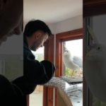 Slippery Salmon For My Cheeky Pet Seagull!