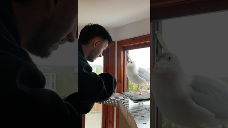 Slippery Salmon For My Cheeky Pet Seagull!