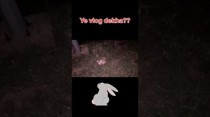 Subscribe Krlo🥺❤️ #viralvideo #pet #funny #youtubeshorts #shortsviral #shortvideo #vlog