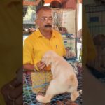 Super Labrador ❣️🔥| Galiff Street Pet Market #dog #shorts #pets #labrador
