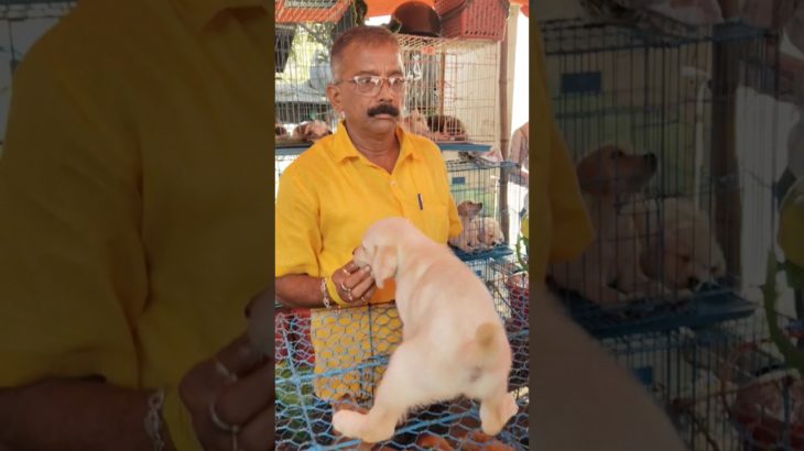 Super Labrador ❣️🔥| Galiff Street Pet Market #dog #shorts #pets #labrador