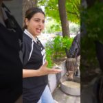 Taking my Rabbit and Donkey to a Pet Friendly Restaurant! 🐰🐴 #short