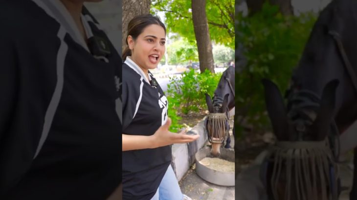 Taking my Rabbit and Donkey to a Pet Friendly Restaurant! 🐰🐴 #short