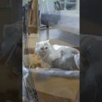 白さんとペットカメラTapo 24時 A Day with Shiro and a Pet Camera 🐾 #shiro#猫＃CAT＃猫といる生活