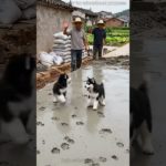 The Road Builder vs Funny Animals | Hilarious Pet Story