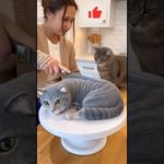 The pet runs away as soon as it sees the pet cake-animals love animals #funny #shortfilm