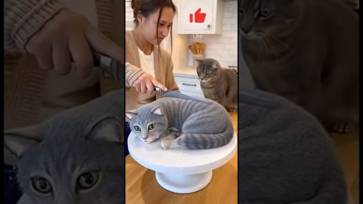 The pet runs away as soon as it sees the pet cake-animals love animals #funny #shortfilm