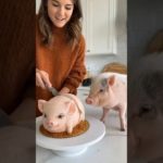 The pet runs away as soon as it sees the pet cake-animals love animals #funny #shortfilm