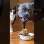 Tiny Cats Totally Dominate Giant Pitbull – Hilarious Pet Showdown! 🐱🐶