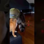 Tiny Chihuahua Commands Giant Cane Corso in Hilarious Laser Chase | Epic Pet Showdown