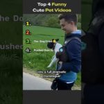 Top Funny Pet Videos | Top Ranked Funny Dogs, Cats #funnyshorts #funnyvideo #cuteanimals #cutedogs