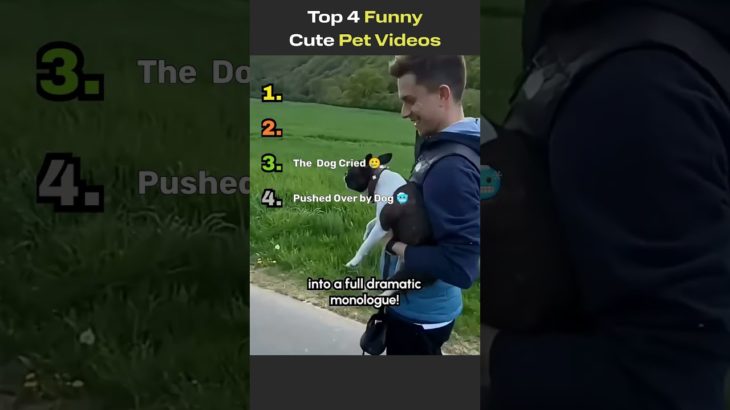 Top Funny Pet Videos | Top Ranked Funny Dogs, Cats #funnyshorts #funnyvideo #cuteanimals #cutedogs